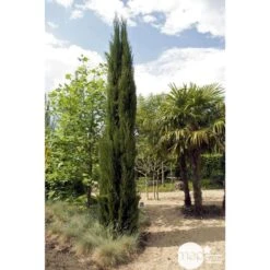 Cupressus Sempervirens Stricta : H. 250/300 Cm -Terre et Verdure 64282 001