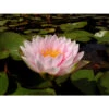 Nymphaea 'darwin' -Terre et Verdure 642dbb640c0268.35232543