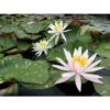 Nymphaea 'arc-en-ciel' -Terre et Verdure 642dbb66603f97.72359324