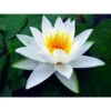 Nymphaea 'alba Delicata' -Terre et Verdure 642dbb66bfe2f3.96179974