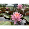 Nymphaea 'princesse Elisabeth' -Terre et Verdure 642dbb683ffe90.64297113