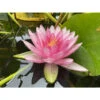 Nymphaea 'perry's Super Red' -Terre et Verdure 642dbb6912e5a0.15147629