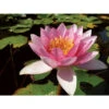 Nymphaea 'galatée' -Terre et Verdure 642dbb69881cc9.48235106
