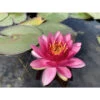 Nymphaea 'perry's Strawberry Pink' -Terre et Verdure 642dbb69dd09b0.83702088
