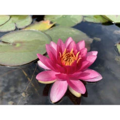 Nymphaea 'perry's Strawberry Pink'