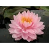 Nymphaea 'lilypons' -Terre et Verdure 642dbb6a8705e0.75709377