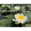 Nymphaea 'albina' -Terre et Verdure 642dbb6ba157c0.28048727