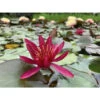 Nymphaea 'hidden Violet' -Terre et Verdure 642dbb6bf01e28.11524350