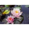 Nymphaea 'berit Stawn' -Terre et Verdure 642dbb6c548bc7.63796498