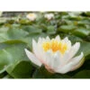 Nymphaea 'walter Pagels' -Terre et Verdure 642dbb6cb311b0.93667749