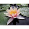 Nymphaea 'sioux' -Terre et Verdure 642dbb6d78fdc1.55587309