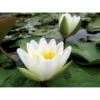 Nymphaea Candida -Terre et Verdure 642dbb6dd5b874.38444163