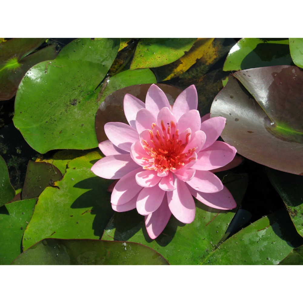 Nymphaea 'firecrest' 3 Nymphaea 'firecrest'