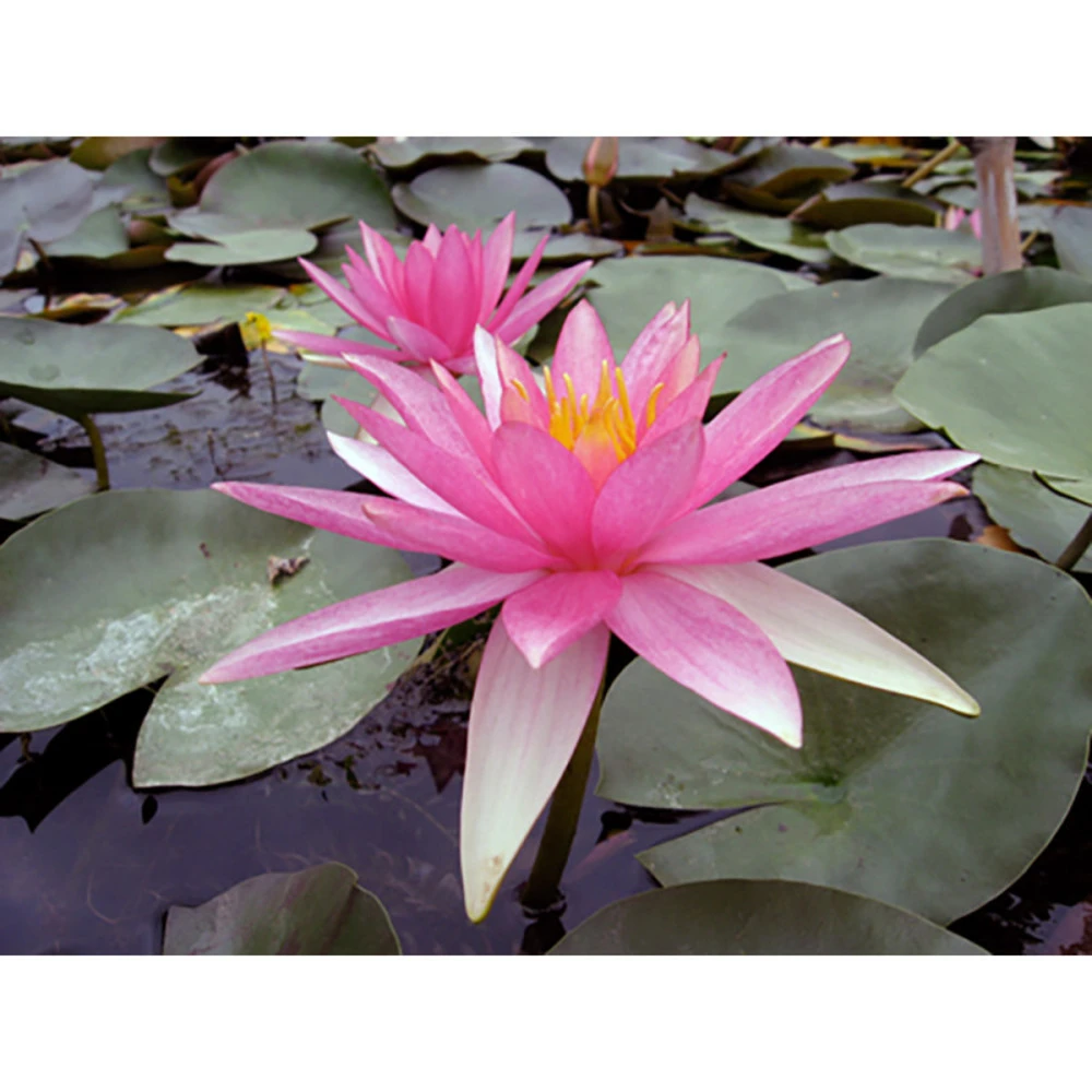 Nymphaea 'pink Sparkle' 3 Nymphaea 'pink Sparkle'