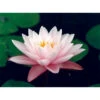 Nymphaea 'chubby' 1 Nymphaea 'chubby' -Terre et Verdure 642dbb6fcb01c3.52895837