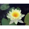 Nymphaea 'moorei' -Terre et Verdure 642dbb704d2972.83293180