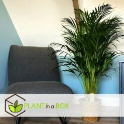 Set De 2 Palmiers Areca - Pot ⌀21cm - H.100-120cm - Plante D'interieur -Terre et Verdure 642f28bc30c2b3.07936991