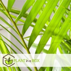 Set De 2 Palmiers Areca - Pot ⌀21cm - H.100-120cm - Plante D'interieur -Terre et Verdure 642f28bc361585.78778402