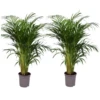 Set De 2 Palmiers Areca - Pot ⌀21cm - H.100-120cm - Plante D'interieur 1 Set De 2 Palmiers Areca - Pot ⌀21cm - H.100-120cm - Plante D'interieur -Terre et Verdure 642f28bc3a42b0.28355376