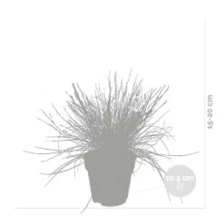 3x Festuca Glauca 'eisvogel' - Fétuque Bleue - Rustique - ⌀10.5 Cm - ↕15-20 Cm -Terre et Verdure 64305ddf5d40b7.11239263
