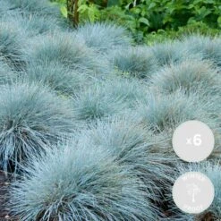 3x Festuca Glauca 'eisvogel' - Fétuque Bleue - Rustique - ⌀10.5 Cm - ↕15-20 Cm -Terre et Verdure 64305ddf6b0cf0.51439507
