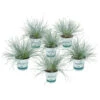 3x Festuca Glauca 'eisvogel' - Fétuque Bleue - Rustique - ⌀10.5 Cm - ↕15-20 Cm -Terre et Verdure 64305ddf78ea56.14122405