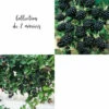 Collection De 2 Mûriers Ou Ronces à Fruits 2 Collection De 2 Mûriers Ou Ronces à Fruits -Terre et Verdure 64306b5355d885.08780176