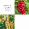 Collection De 4 Groseilliers à Grappes -Terre et Verdure 64306b56b4cd95.96599075
