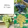 Collection De 3 Vignes -Terre et Verdure 64306b5864c7e5.98066372