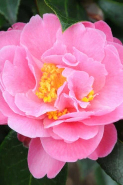 Camélia 'olé' - 5l