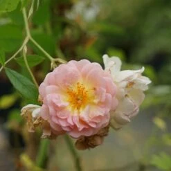 Rosier Ancien 'ghislaine De Féligonde' - Rosa 3l -Terre et Verdure 644283dd889904.04327991