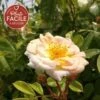 Rosier Ancien 'ghislaine De Féligonde' - Rosa 3l -Terre et Verdure 644283ddae6743.49323736
