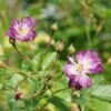 Rosier Grimpant 'veilchenblau' - Rosa Veilchenblau 3l -Terre et Verdure 644283dfde2c79.99100144