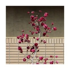 Magnolia De Chine, Magnolia De Soulange Soulangiana Genie/godet - 5/20 Cm -Terre et Verdure 644c6230015e95.63252163