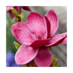 Magnolia De Chine, Magnolia De Soulange Soulangiana Genie/godet - 5/20 Cm -Terre et Verdure 644c62301f7a42.96334449