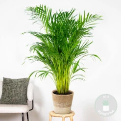 Dypsis Lutescens Incl. Panier Nea - Golden Palm - Facile D'entretien - ⌀21 Cm - ↕100-110 Cm -Terre et Verdure 6450ff6768b988.65801182