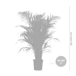 Dypsis Lutescens Incl. Panier Nea - Golden Palm - Facile D'entretien - ⌀21 Cm - ↕100-110 Cm -Terre et Verdure 6450ff678064b8.94608831
