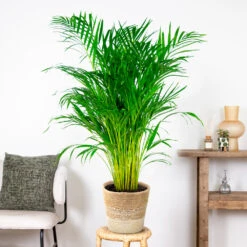 Dypsis Lutescens Incl. Panier Nea - Golden Palm - Facile D'entretien - ⌀21 Cm - ↕100-110 Cm -Terre et Verdure 6450ff678d22a6.50524054