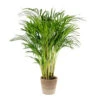 Dypsis Lutescens Incl. Panier En Jute - Gold Palm - ⌀20 Cm - ↕90-100 Cm