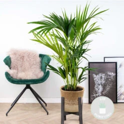 Howea Forsteriana Incl. Panier En Jute - Palmier Kentia - ⌀19 Cm - ↕90-100 Cm -Terre et Verdure 6450ff6ab16758.30285991