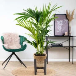 Howea Forsteriana Incl. Panier En Jute - Palmier Kentia - ⌀19 Cm - ↕90-100 Cm -Terre et Verdure 6450ff6ad42705.73721678