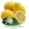 Citronnier Des 4 Saisons "citrus Limon" Tailles:pot Carré De 5 Litres, Hauteur 40/60 Cm -Terre et Verdure 6451035f0d61e2.05536057