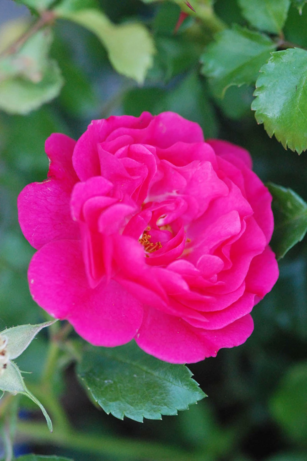 Rosier Décorosiers ? 'emera ?' - 2l 3 Rosier Décorosiers ? 'emera ?' - 2l