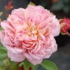 Rosier David Austin 'jubilee Celebration' ? - 5l