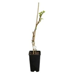 Framboisier 'heritage' - Rubus Idaeus 3l -Terre et Verdure 6455137a8e6d74.71766285