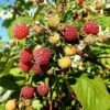Framboisier 'heritage' - Rubus Idaeus 3l -Terre et Verdure 6455137aa0ab35.06914508