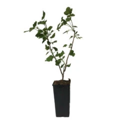 Plant Cassissier Andega Premium Pot 2l -Terre et Verdure 6457a4581f9889.94901893