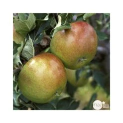 Pommier Cox Orange Pippin : Demi Tige Ctr 15 Litres -Terre et Verdure 64580 004