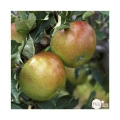 Pommier Cox Orange Pippin : Gobelet 3 Ans D'âg Ctr 12 Litres -Terre et Verdure 64581 005