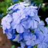 Plumbago Auriculata - Set De 6 - Grimpante Fleurie - Pot 9cm - Hauteur 25-40cm -Terre et Verdure 64594c84479539.15586508